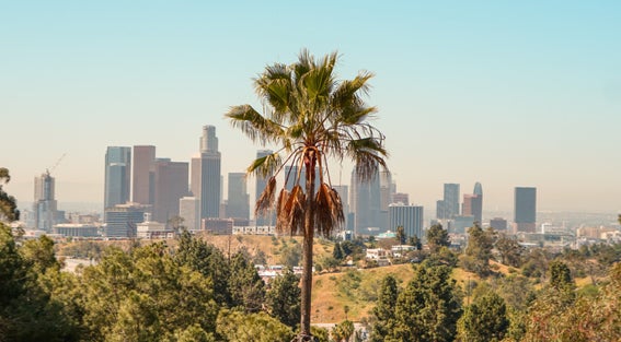 Palm tree and Los Angeles skyline in the morning